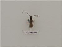 藏品(一色深山天牛)的圖片